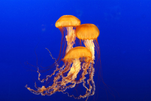 543525 (a): :2200x1472